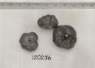 Click for 1 image(s) for this accession. FRUIT